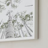 "Aspens at Altitude" - Art Print in Wonderfully White by Kaleb Nimz - Frame Close-up