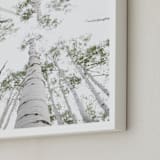 "Aspens at Altitude" - Art Print in Wonderfully White by Kaleb Nimz - Frame Close-up