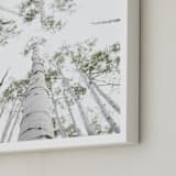 "Aspens at Altitude" - Art Print in Wonderfully White by Kaleb Nimz - Frame Close-up