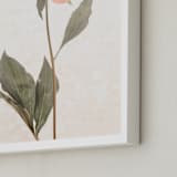 "a pink peony standing gracefully" - Art Print in vintage roseate by Qing Ji - Frame Close-up