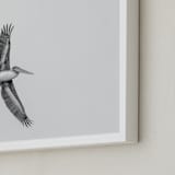 "Gliding Pelican Over Lake" - Art Print in Monochrome by Mary Ann Glynn-Tusa - Frame Close-up