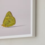 "Tiny Wings" - Art Print in Dusty Pink by Andrew McClintock - Frame Close-up