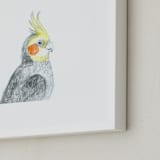 "Cockatiel" - Art Print in Grey with a splash of yellow by Kirsta Benedetti - Frame Close-up