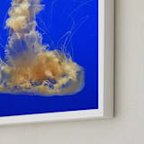 "Jellie 1" - Art Print in seawater blue by Sea and Sky - Frame Close-up