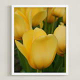 "Yellow Tulip" - Art Print in tulip yellow by Sea and Sky - Framed