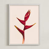 "heliconia 3" - Art Print in Heliconia by Kamala Nahas - Framed