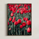 "Red Tulips" - Art Print in Red by Lucila Naves - Framed