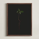 "Seedling Elm I" - Art Print in Deep Elm by Andrew McClintock - Framed