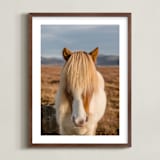 "Icelandic Horses I" - Art Print in Golden by Crystal Lynn Collins - Framed