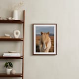 "Icelandic Horses I" - Art Print in Golden by Crystal Lynn Collins - In a Room
