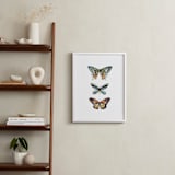 "Butterfly Colorful Watercolors" - Art Print in Butterfly wing black by Lauren Rogoff - In a Room