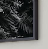"Ferns" - Art Print in black and white by Eliane Lamb - Frame Close-up