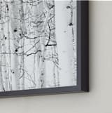 "Colorado Winter Pine" - Art Print in Black and White by Jake Belvin - Frame Close-up