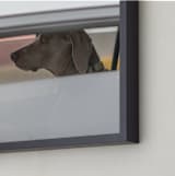 "dog" - Art Print in weimaraner gray by Gail Schechter - Frame Close-up