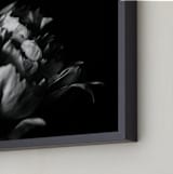"Petals in Black & White" - Art Print in black and white by Alexis Arnold - Frame Close-up