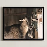 "Peeking" - Art Print in Umber by Paula Pecevich - Framed