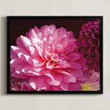 "Pink Dahlia" - Art Print in Pink Array by A MAZ Design - Framed