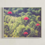"Red Poppy Flowers" - Art Print in Khaki, smoky green, red by Lying on the grass - Framed