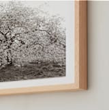 "bloom I" - Art Print in blossom by Sara Hicks Malone - Frame Close-up