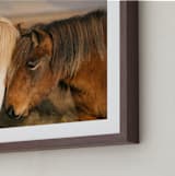 "Icelandic Horses II" - Art Print in Golden by Crystal Lynn Collins - Frame Close-up