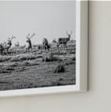 "tule elk" - Art Print in black and white by Crystal Lynn Collins - Frame Close-up
