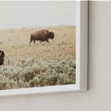 "Bison" - Art Print in Mustard by Kamala Nahas - Frame Close-up