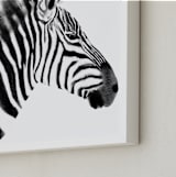 "Zebra Charcoal Drawing" - Art Print in Charcoal by Becky Nimoy - Frame Close-up