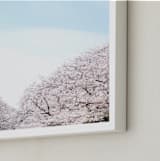 "Hanami" - Art Print in Cherry Blossom by Krissy Bengtson - Frame Close-up