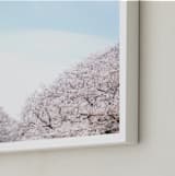 "Hanami" - Art Print in Cherry Blossom by Krissy Bengtson - Frame Close-up