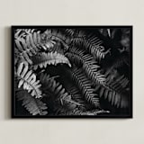 "Ferns" - Art Print in black and white by Eliane Lamb - Framed
