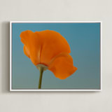 "California Poppy" - Art Print in California Poppy Orange by Elena Kulikova - Framed Canvas