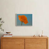 "California Poppy" - Art Print in California Poppy Orange by Elena Kulikova - In a Room