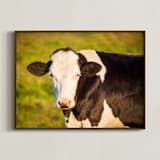 "Portrait of a cow II" - Art Print in Calm Orange by Lying on the grass - Framed
