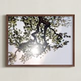 "Elegant Oak Tree" - Art Print in Baby Blue by Wilder California - Framed
