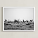 "tule elk" - Art Print in black and white by Crystal Lynn Collins - Framed