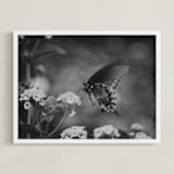 "Black Swallowtail" - Art Print in black by Donna Rosser - Framed