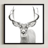 "Buck" - Art Print in Black and White by Stephanie Sherman - Framed
