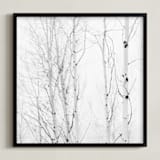 "White Aspens" - Art Print in Black and White by Jessica C Nugent - Framed
