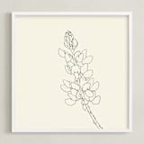 "Lupine" - Art Print in charcoal on ivory by Jorey Hurley - Framed