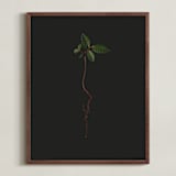 "Seedling Elm I" - Art Print in Deep Elm by Andrew McClintock - Framed