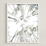 "Aspens at Altitude" - Art Print in Wonderfully White by Kaleb Nimz - Framed
