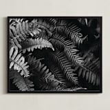 "Ferns" - Art Print in black and white by Eliane Lamb - Framed
