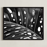 "Peek A Boo" - Art Print in black and white by Amy Chapman Braun - Framed
