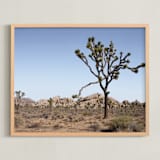 "Joshua Tree With Rock Formation in" - Art Print in Desert Tan by Kathy Van Torne - Framed