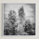 "InfraBotanical" - Art Print in Grey by Jeff Preuss - Framed