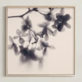 "Veiled Petals" - Art Print in Soft Pink by Karen Kardatzke - Framed