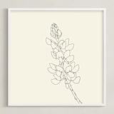 "Lupine" - Art Print in charcoal on ivory by Jorey Hurley - Framed