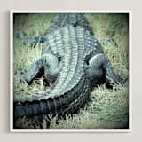 "Basking Florida Gator" - Art Print in Emerald Green by Kate Ross - Framed
