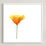 "California Poppy" - Art Print in Sparkling White by Corinne Aelbers - Framed