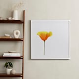 "California Poppy" - Art Print in Sparkling White by Corinne Aelbers - In a Room